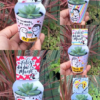 Suculentas con envoltura de papel personalizado