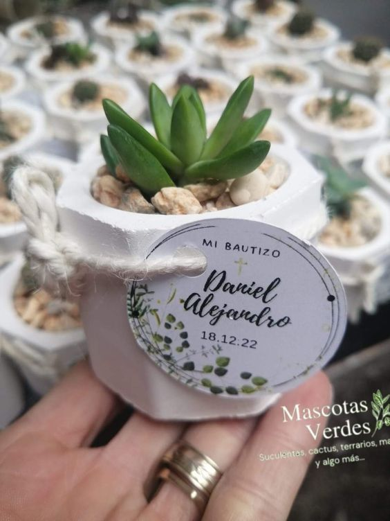 Mini suculentas en materita de cerámica