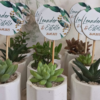 Mini suculentas en materita de cerámica