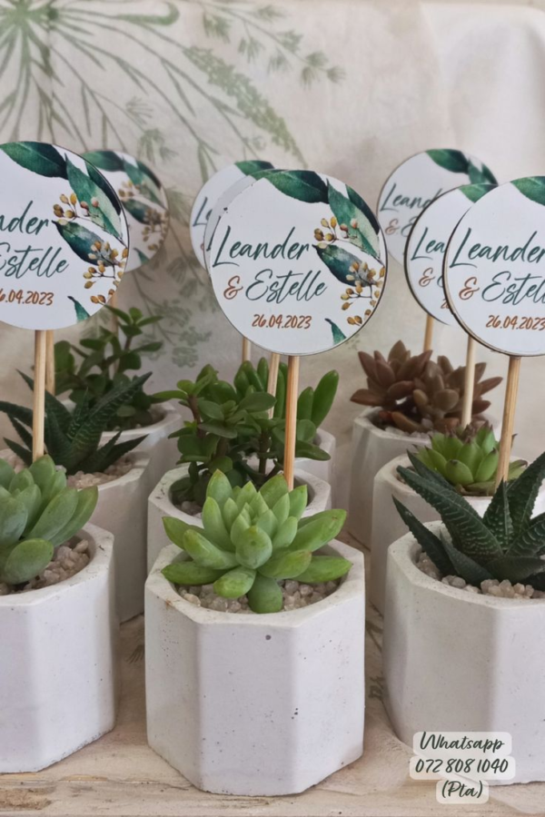 Mini suculentas en materita de cerámica
