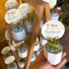 Mini suculentas en materita de cerámica