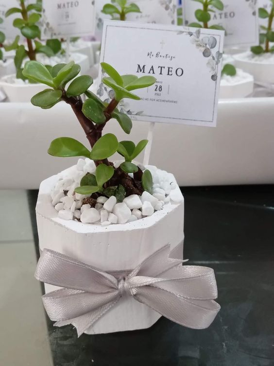 Mini suculentas en materita de cerámica